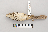 Toxostoma rufum image