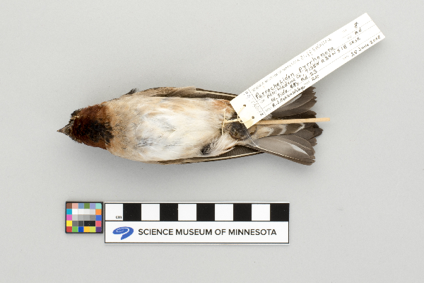 Petrochelidon pyrrhonota image