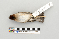 Media resource of Petrochelidon pyrrhonota