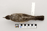 thumbnail image of current specimen