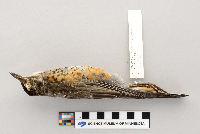 thumbnail image of current specimen