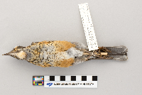 thumbnail image of current specimen