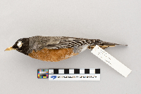 Turdus migratorius image