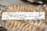 Buteo platypterus image