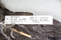Dryocopus pileatus image
