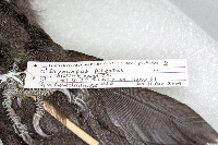 Dryocopus pileatus image