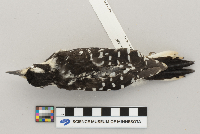 Picoides villosus image