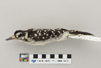 Picoides villosus image
