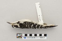 Picoides villosus image