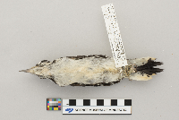 Picoides villosus image