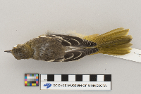 Icterus galbula image