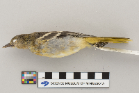 Icterus galbula image