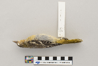 Icterus galbula image