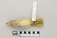 Icterus galbula image