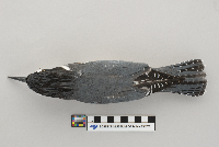 Ceryle alcyon image