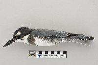 Ceryle alcyon image