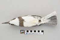 Ceryle alcyon image