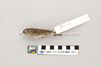 Thumbnail image of current specimen