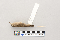 Troglodytes aedon image