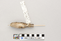 Troglodytes aedon image