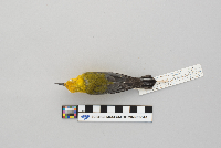 Protonotaria citrea image