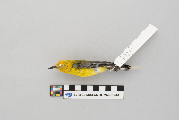 Protonotaria citrea image