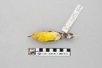 Protonotaria citrea image