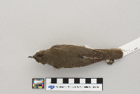 Catharus minimus image