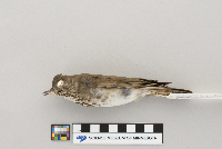Catharus minimus image