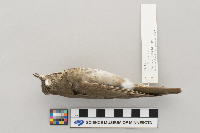 Catharus minimus image