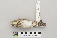 Catharus minimus image