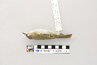 Vireo olivaceus image