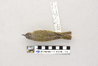 Vireo olivaceus image