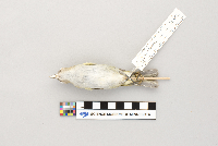 Vireo olivaceus image