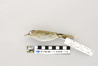 Vireo olivaceus image