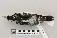 Picoides villosus image