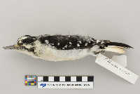 Picoides villosus image