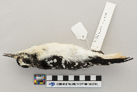 Picoides villosus image