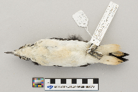 Picoides villosus image