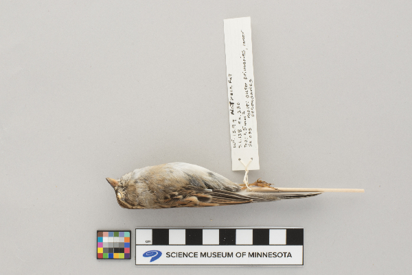 Spizella passerina image