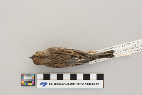 Spizella passerina image