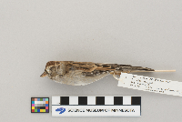 Spizella passerina image