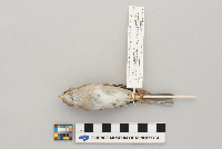 Spizella passerina image