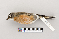 Turdus migratorius image