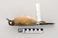 Turdus migratorius image