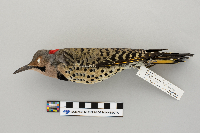 Colaptes auratus image