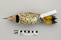 Colaptes auratus image