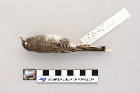 Junco hyemalis image