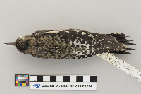 Sphyrapicus varius image
