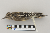 Sphyrapicus varius image